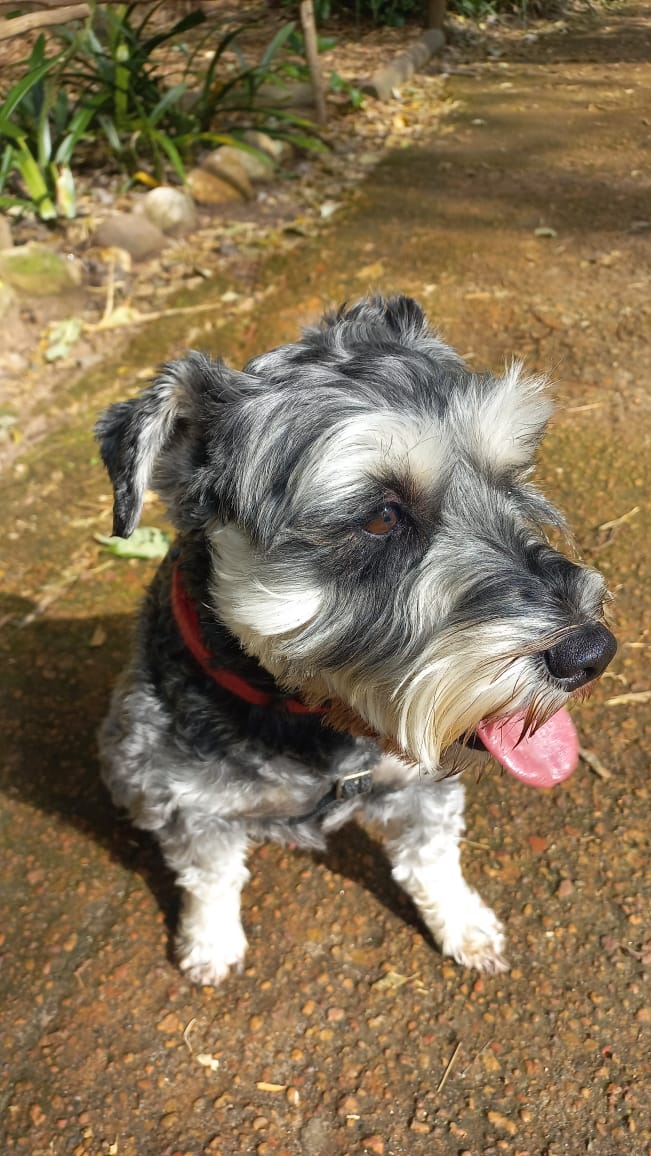 Paradise Sunshine with Gus